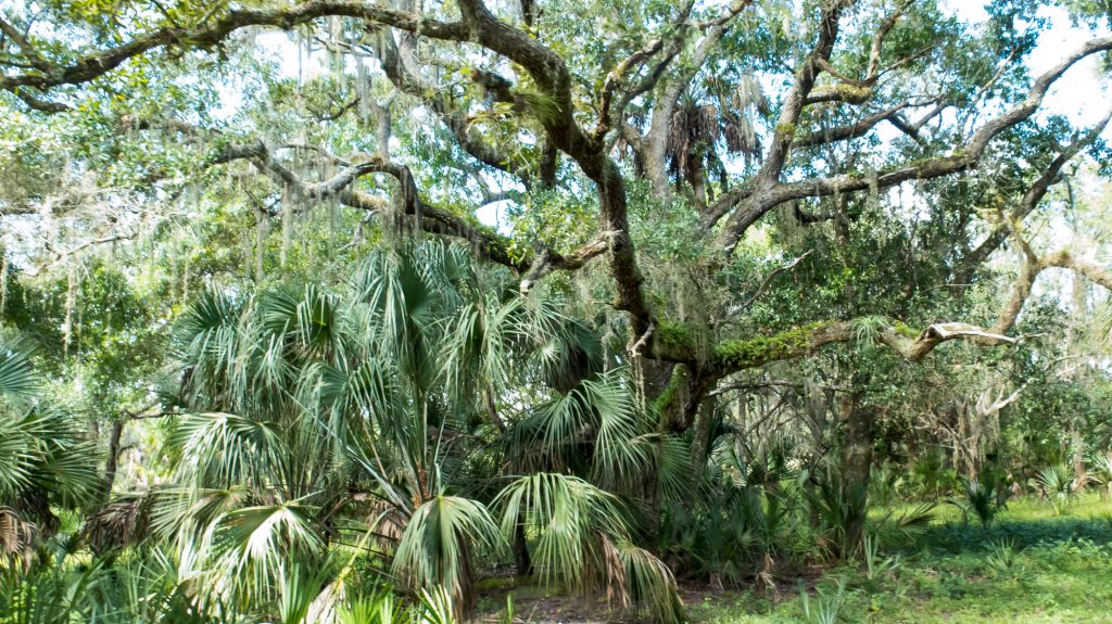 Saw palmettos with a moss-covered live oak in the background.